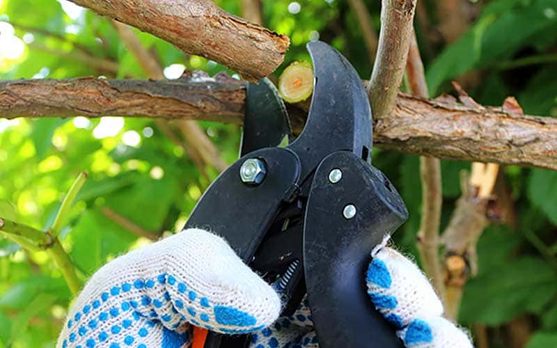 Powered By The People - Tree and Shrub Care


 