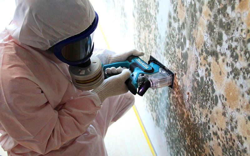 Black Mold Removal