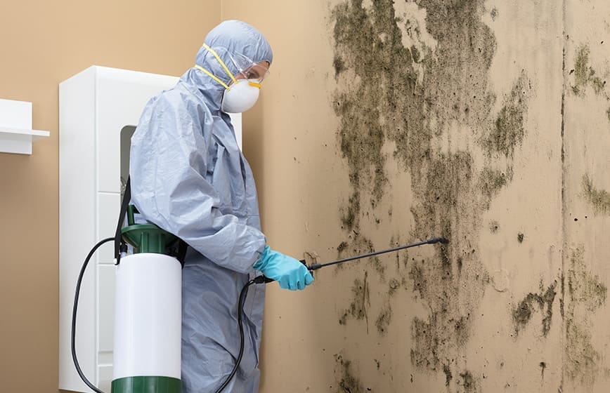 Mold Remediation South Carolina