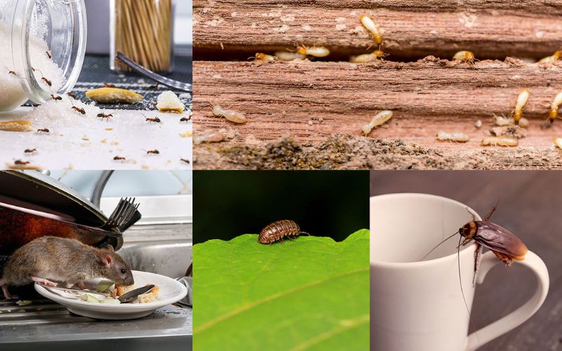 Insect Extermination