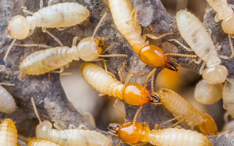 Termite Control